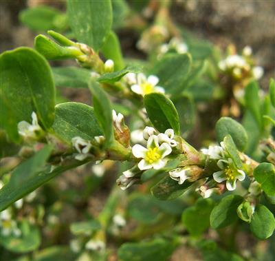 Polygonum multiflorum (2).jpg