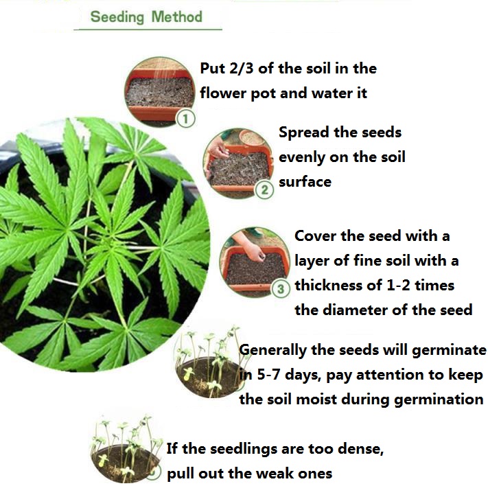 2009 hemp seed (2).jpg