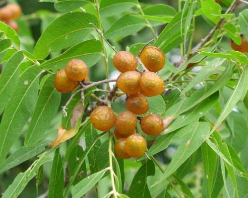 2055 soapberry (3).jpg