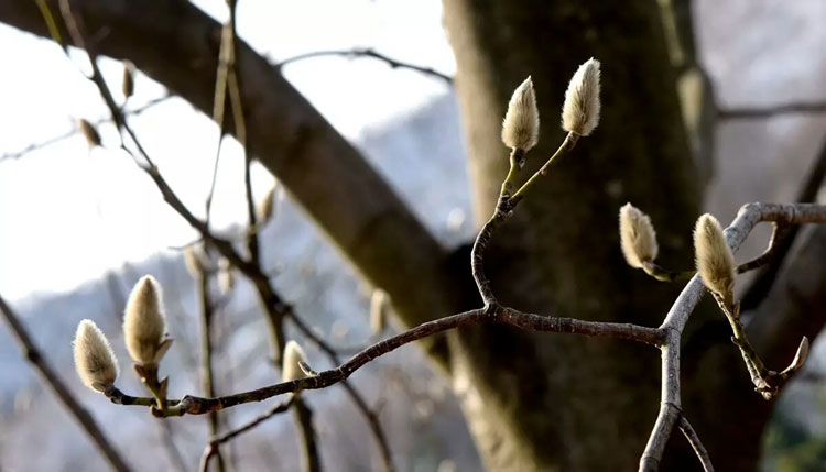 4002 magnolia flower (1).jpg