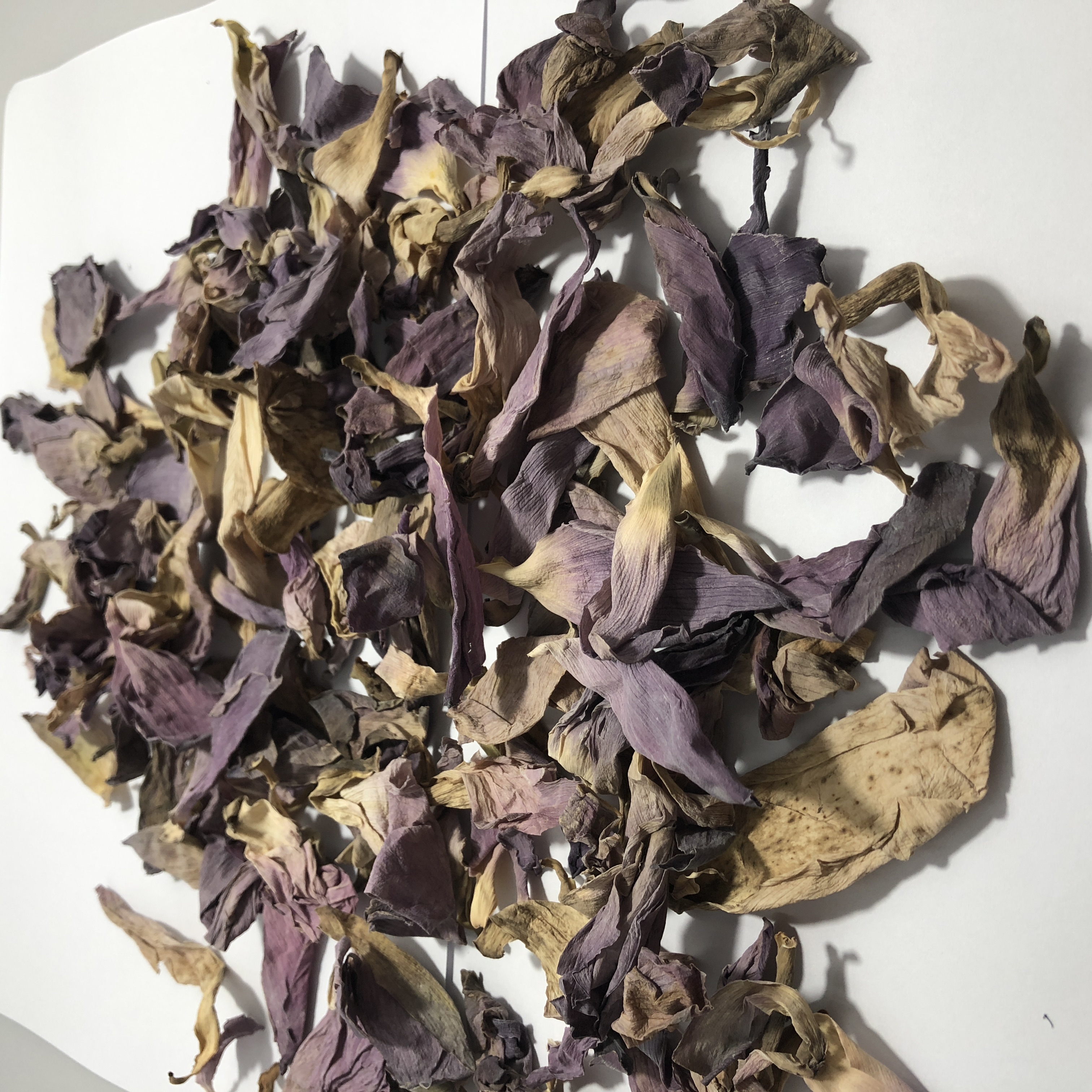 Dried Lotus flower (1).jpg