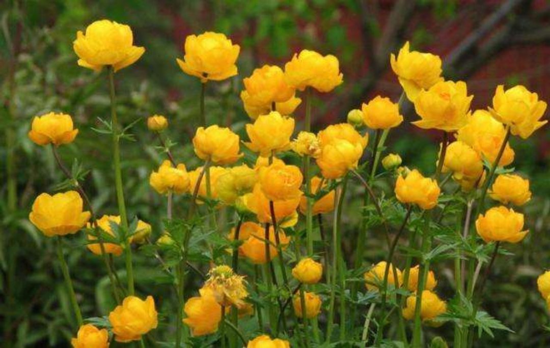 Globeflower flower.jpg