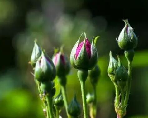 china rose bud.jpg