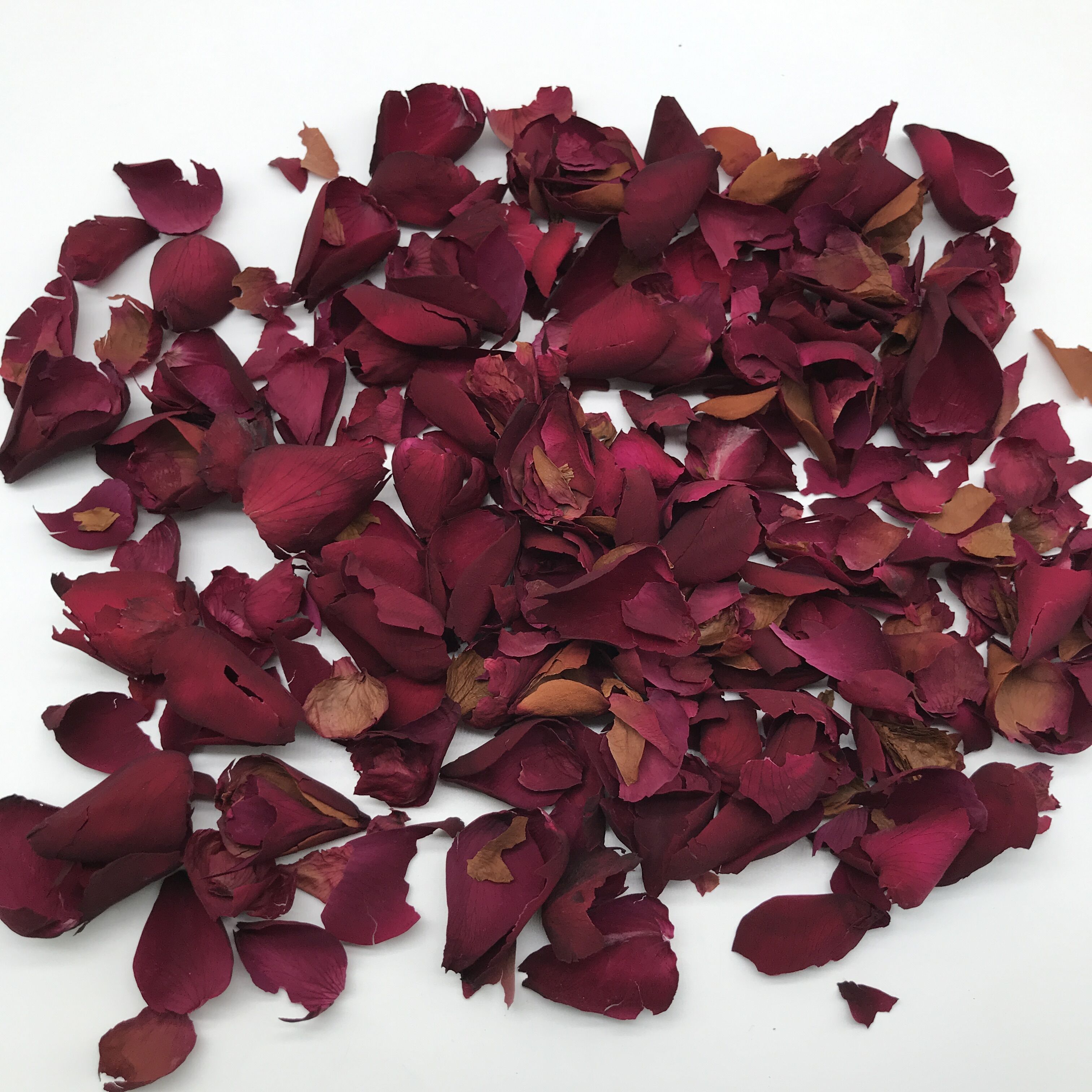 4016 Rosa chinensis petals (5).jpg