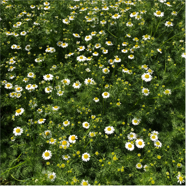 4021 Chamomile flower (12).png