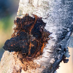 chaga-300x300.jpg