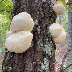 Hericium-erinaceus-by-Naturehead-300x300.jpg