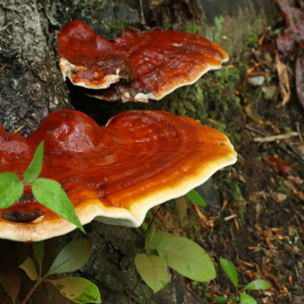 Reishi-mushroom-1024x1024.png