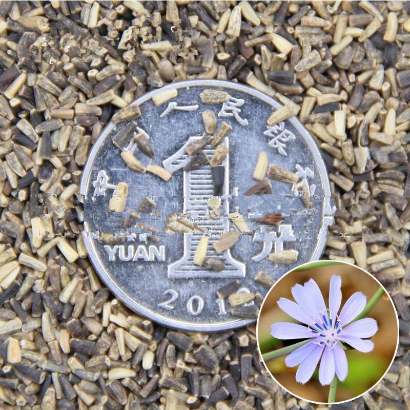 chicory seeds (2).jpg