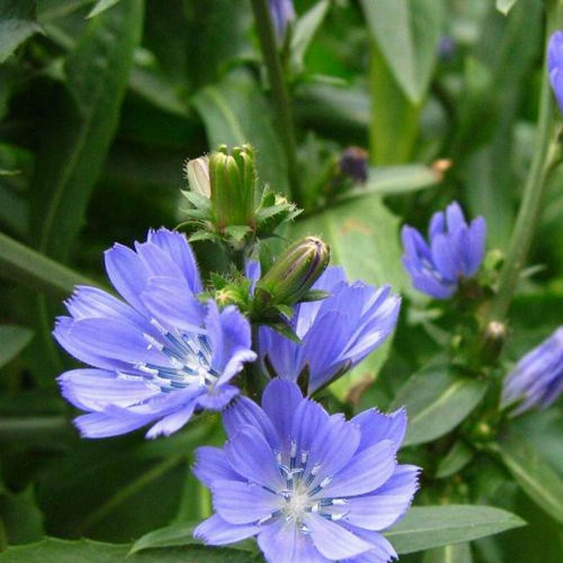 chicory seeds (4).jpg