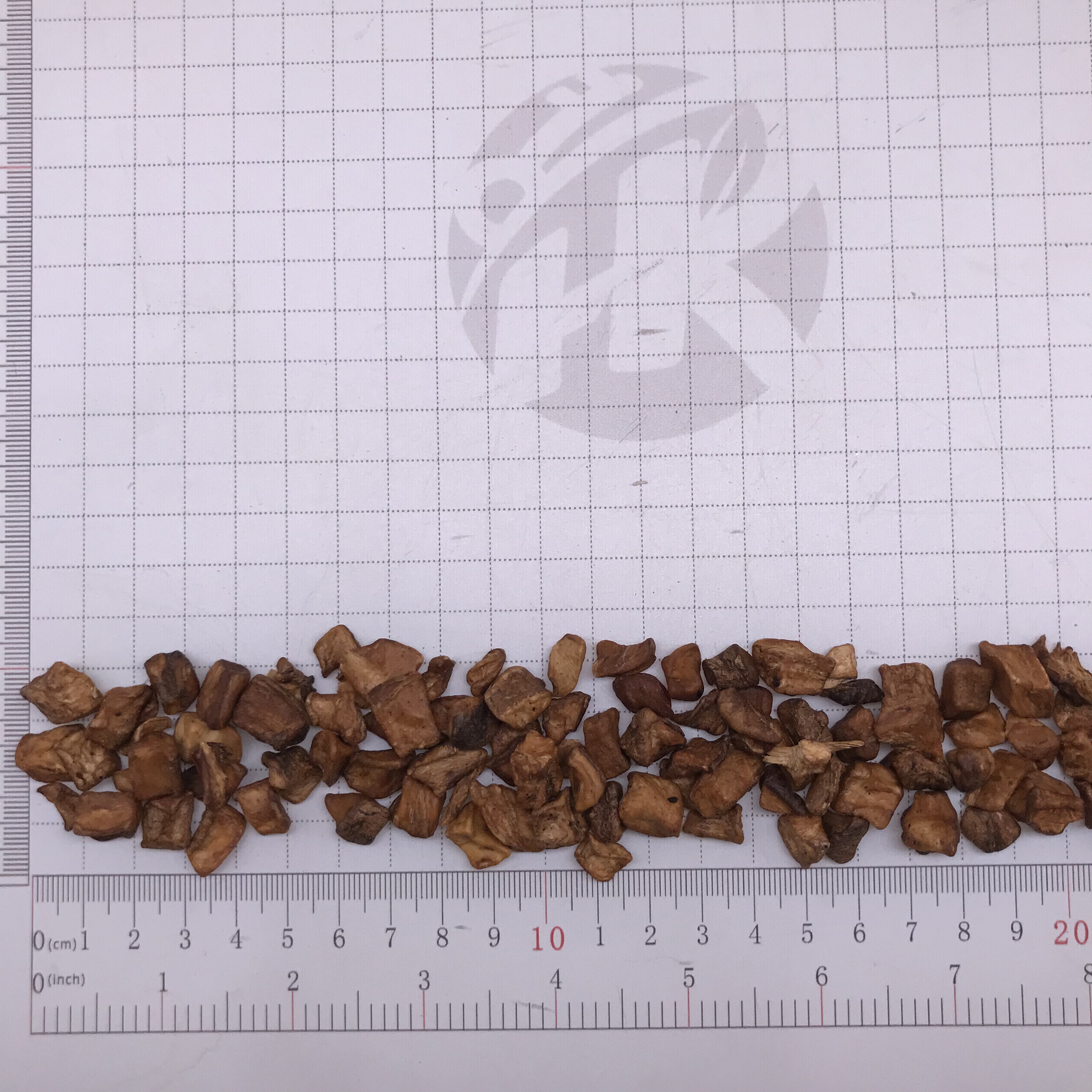 L002 chicory root (11).JPG