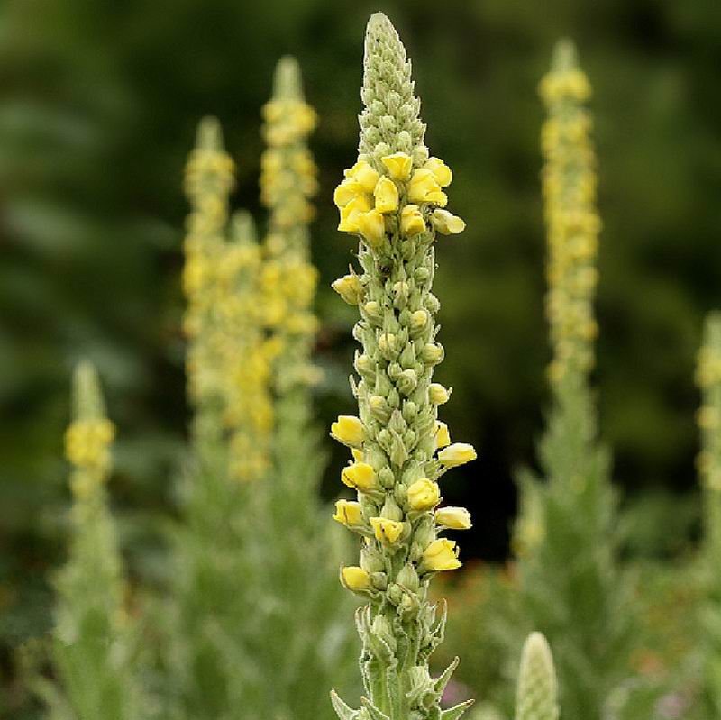Mullein flower (1).jpg