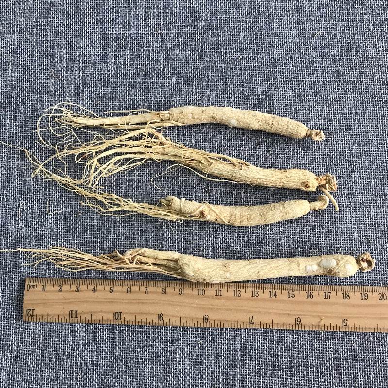 1010 Ginseng root (2).jpg