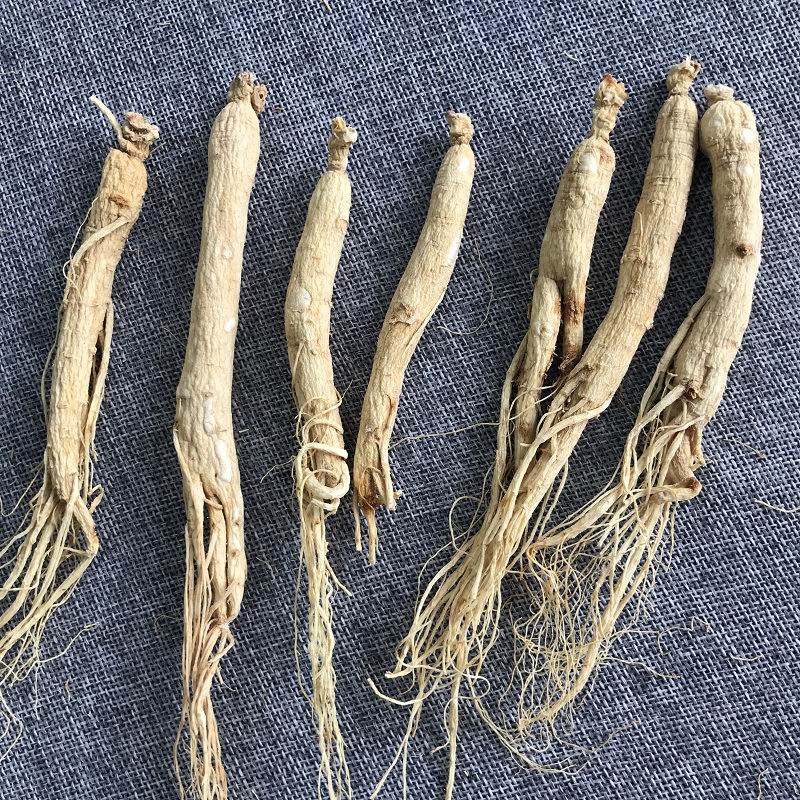 1010 Ginseng root (4).jpg