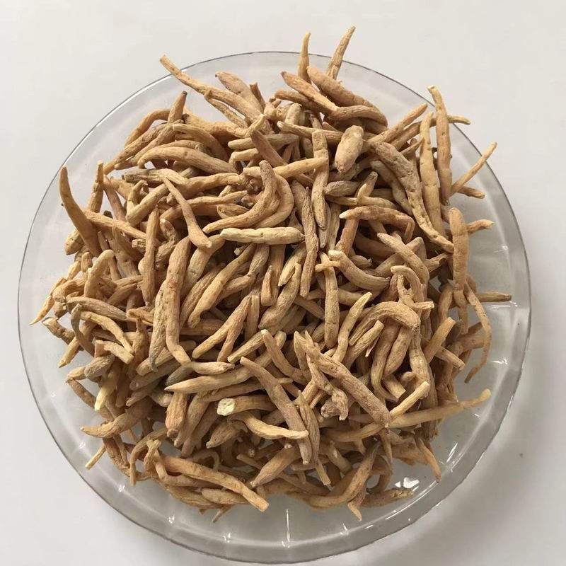 1014 Radix pseudostellariae (1).jpg