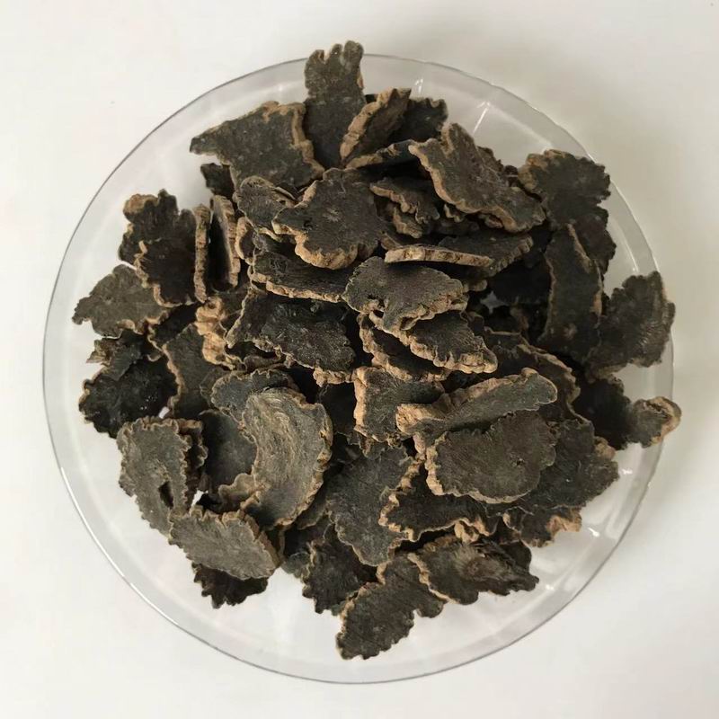 1016 Figwort Root (1).jpg