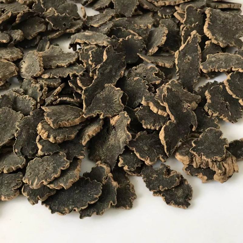 1016 Figwort Root (3).jpg