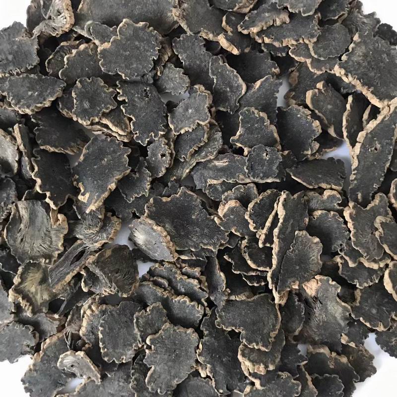 1016 Figwort Root (4).jpg