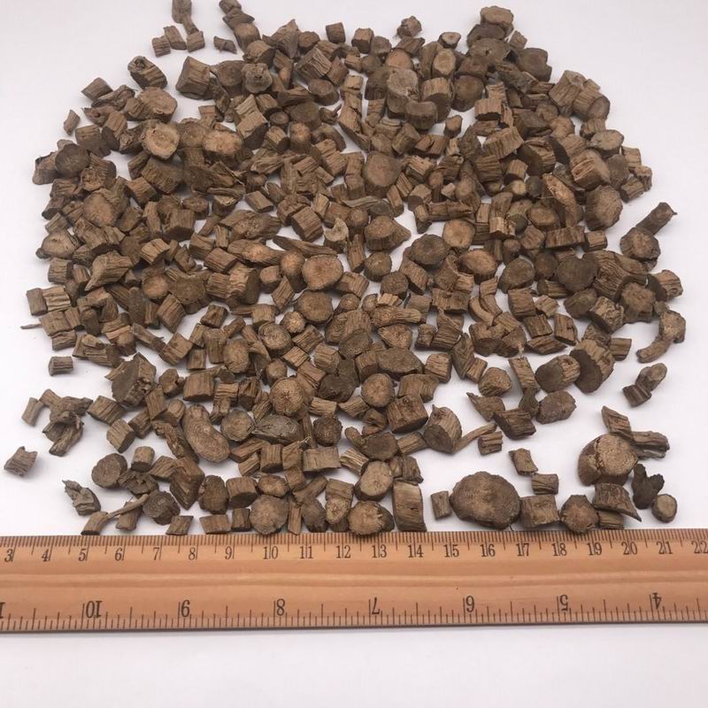 Radix cyathulae (5).jpg Radix cyathulae (5).jpg