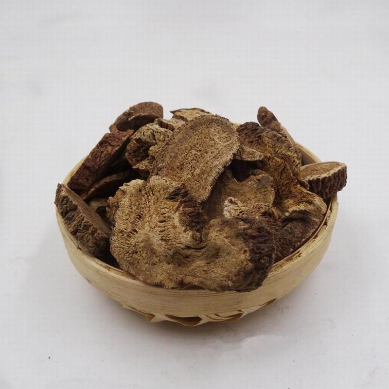 Aplotaxis auriculata  (6).jpg