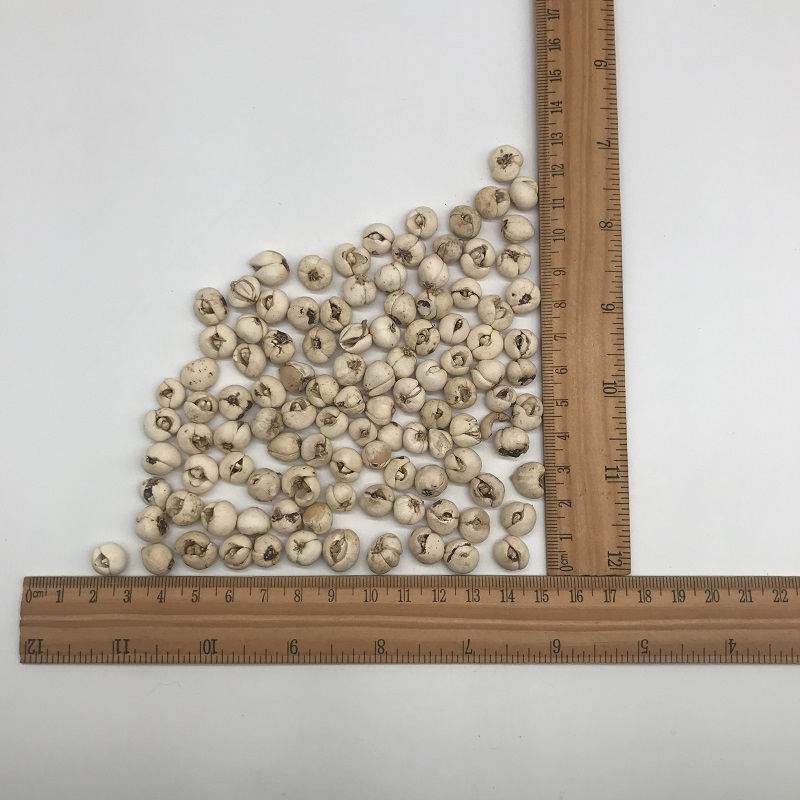 1087 fritillary bulb (4).jpg