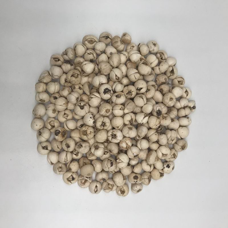 1087 fritillary bulb (5).jpg