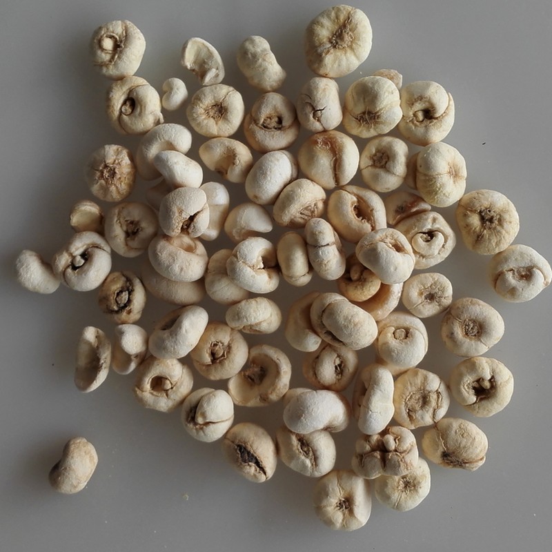 fritillary bulb (6).jpg