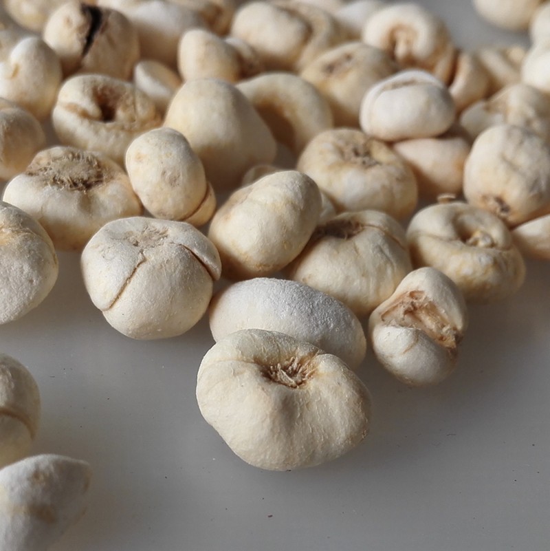 fritillary bulb (1).jpg