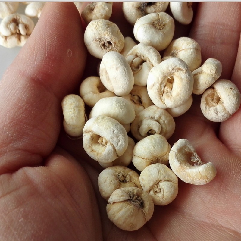 fritillary bulb (5).jpg