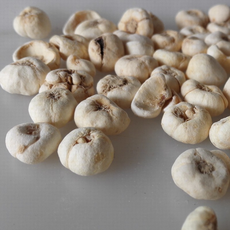 fritillary bulb (3).jpg