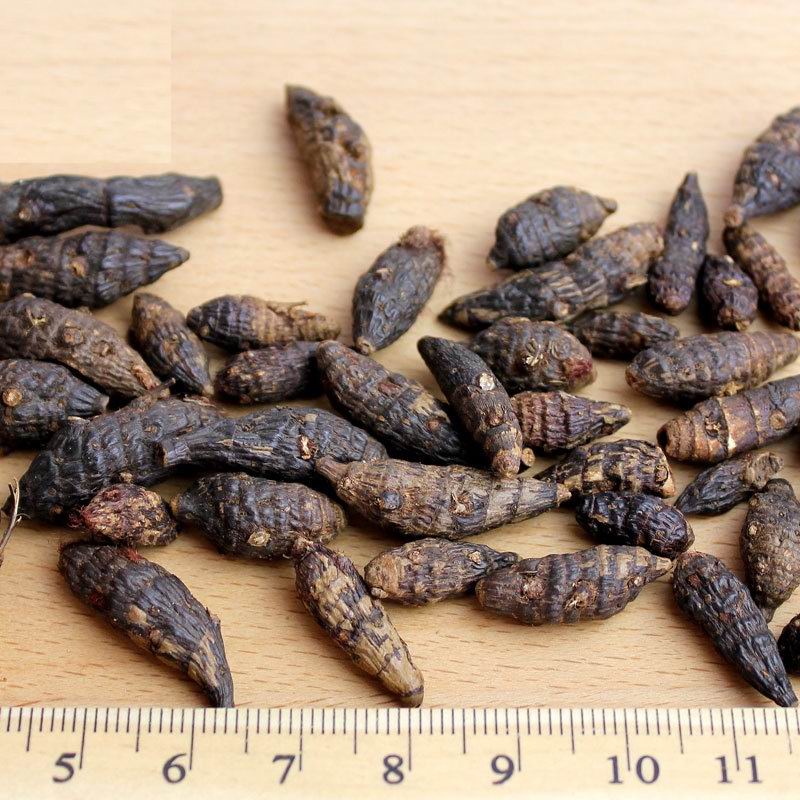 1089 radix aconiti carmichaeli (13).jpg 1089 radix aconiti carmichaeli (13).jpg