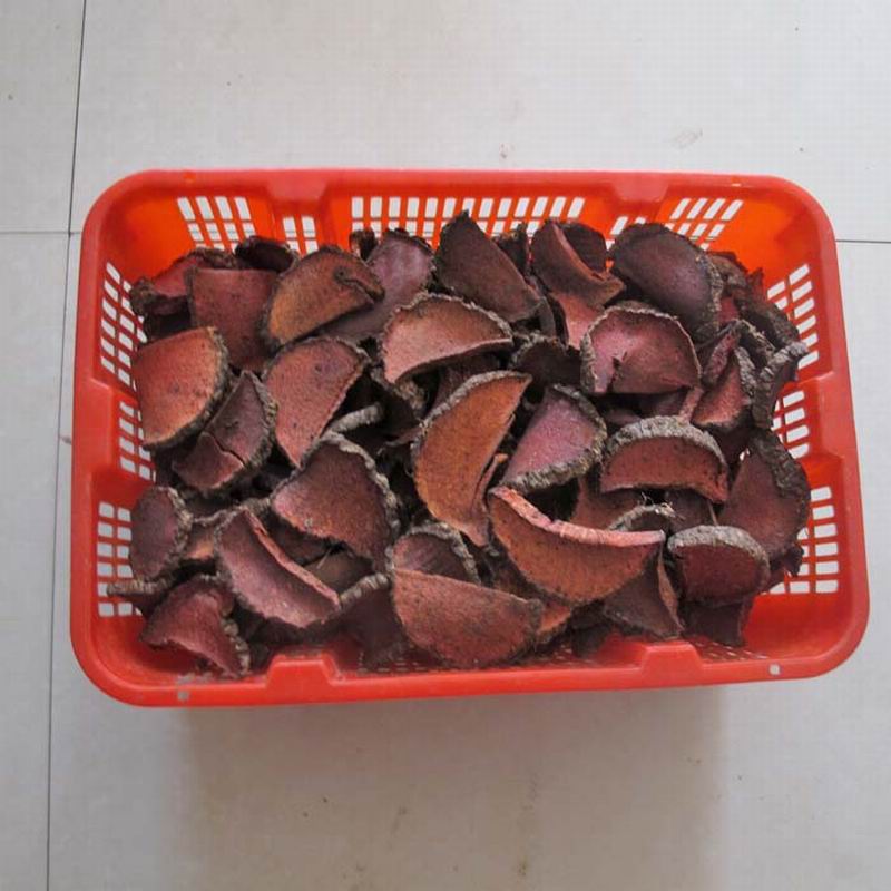 1129 girald pteroxygonum root (7).jpg 1129 girald pteroxygonum root (7).jpg