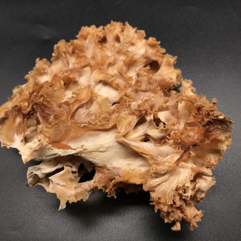 9026 Sparassis Crispa Mushroom (2).jpg