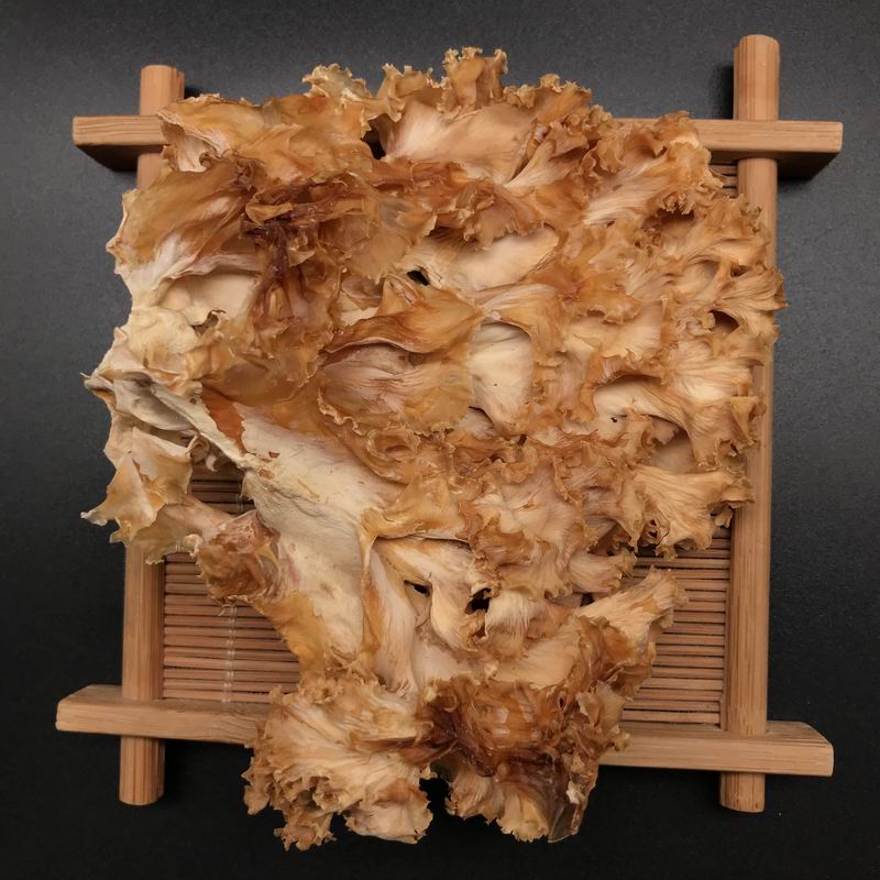 9026 Sparassis Crispa Mushroom (1).jpg