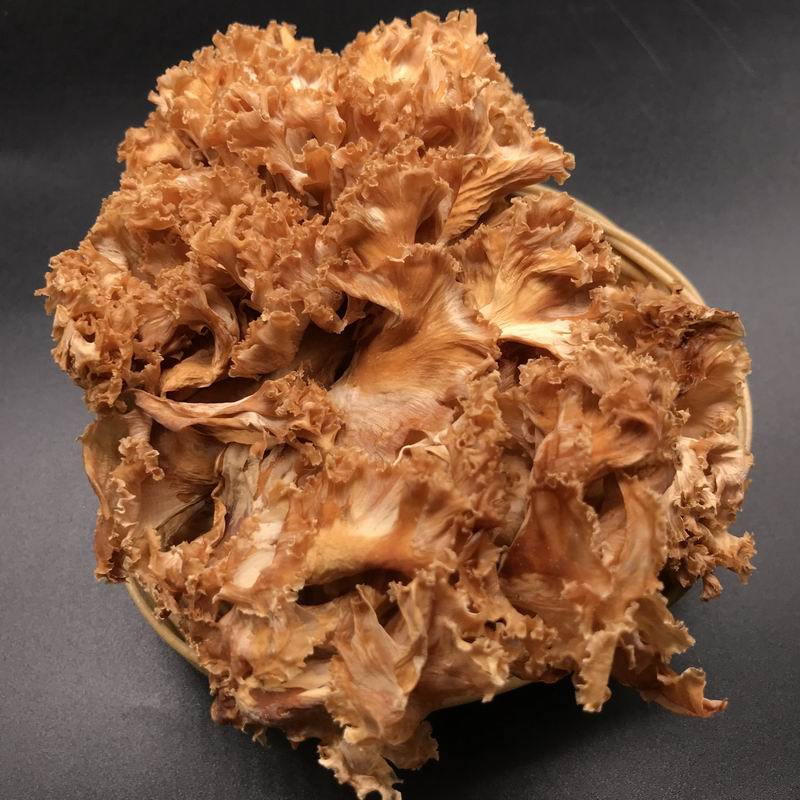 9026 Sparassis Crispa Mushroom (3).jpg