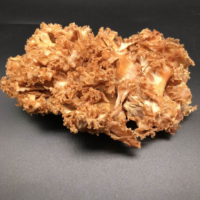 9026 Sparassis Crispa Mushroom (4).jpg