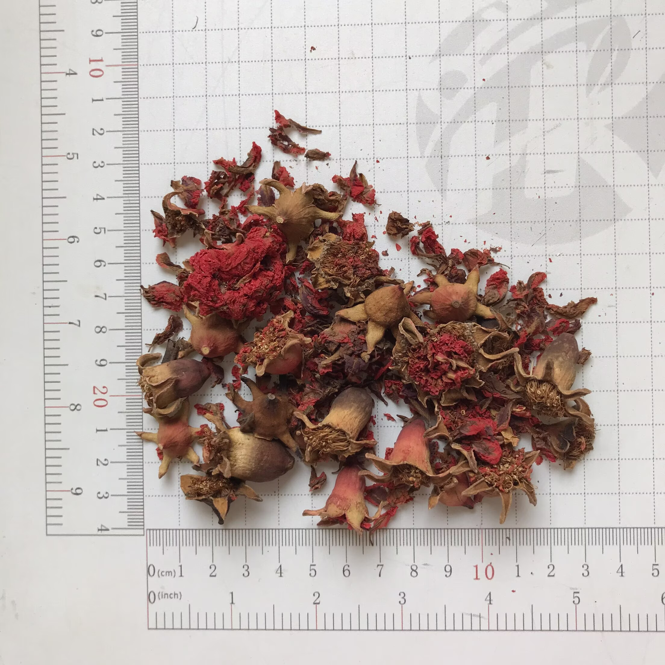 4051 Pomegranate flowers (1).png