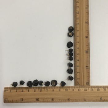 Black Chinese wolfberry fruit