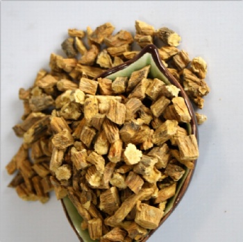 Gentiana Macrophylla