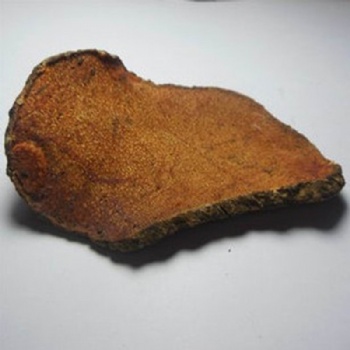 Girald Pteroxygonum Root