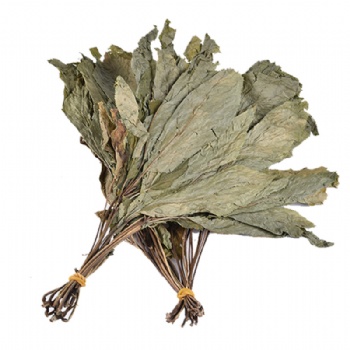 Ginseng Leaf