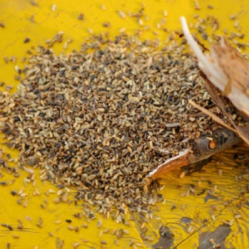 Chicory Seed