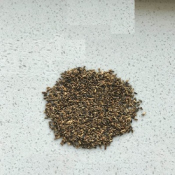 Chicory Seed