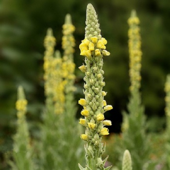 Mullein Flower