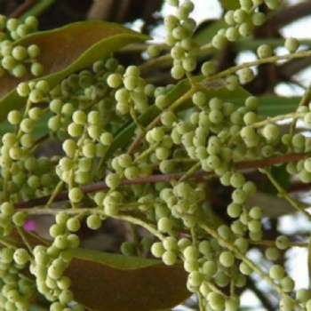 Embelia Ribes