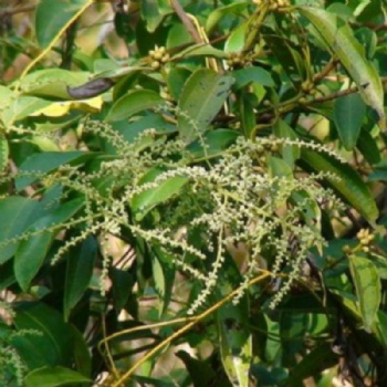 Embelia Ribes