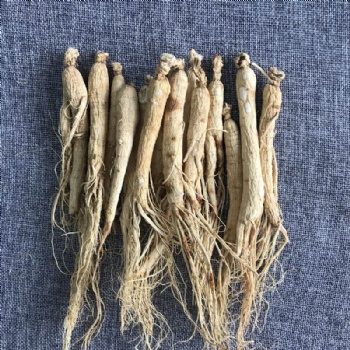 Ginseng Root