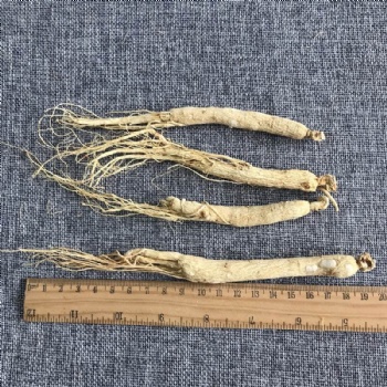 Ginseng Root