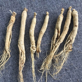 Ginseng Root