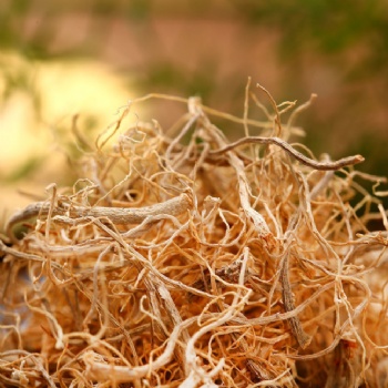 Notoginseng Tail